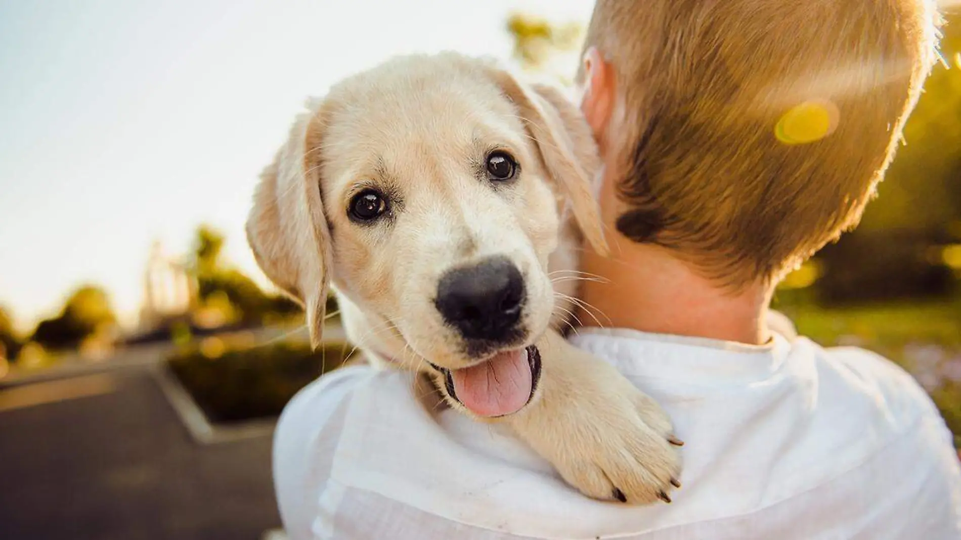 Los peluditos de cuatro patas han dejado de ser considerados como un “gusto” para las familias, para convertirse en miembros importantes